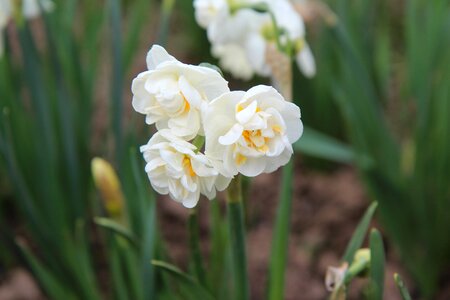 Narcissus white narcissus double spring photo