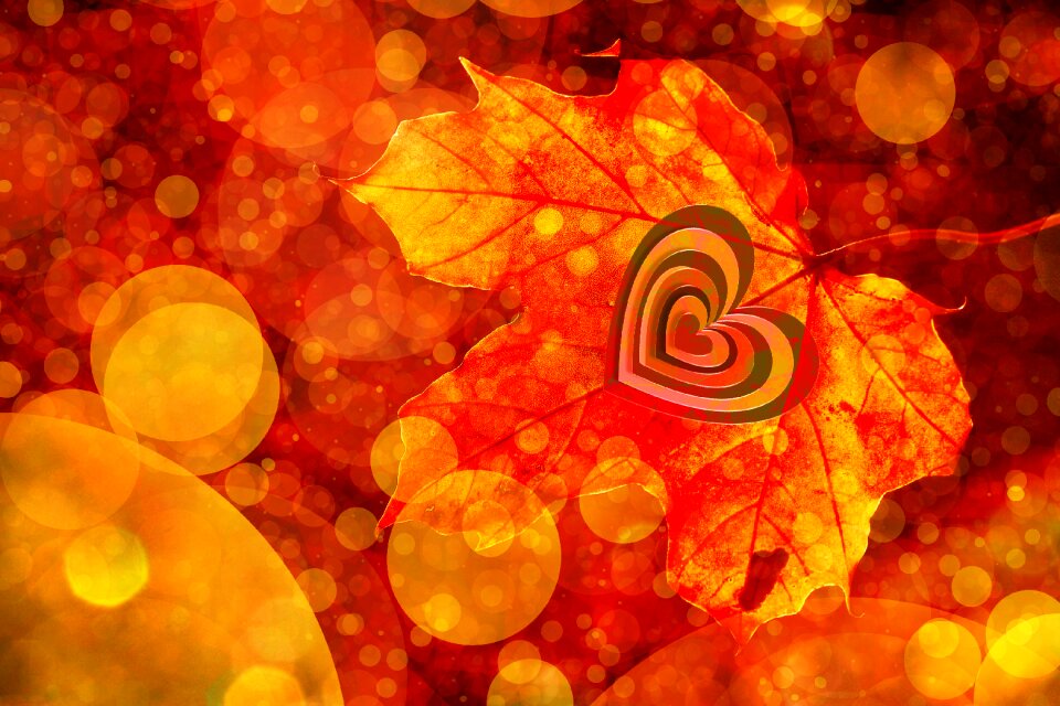Autumn leaves golden autumn