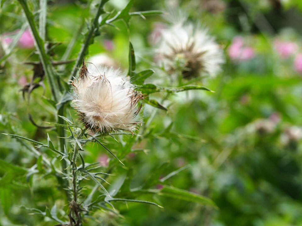 Prickly plant flora