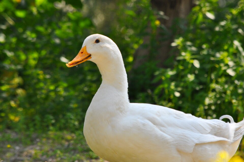 Bird animal white