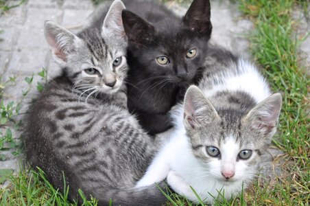 Pet kitten gray cat photo