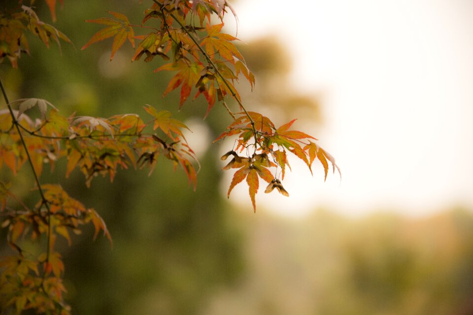Autumn west coast fall