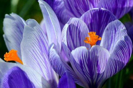 Stripes bright blossom