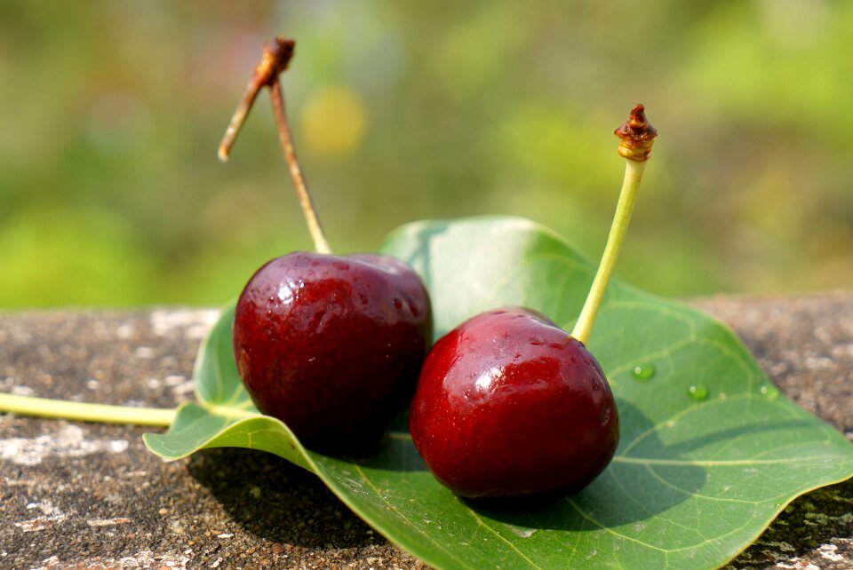 Food the cherry australia nine dream
