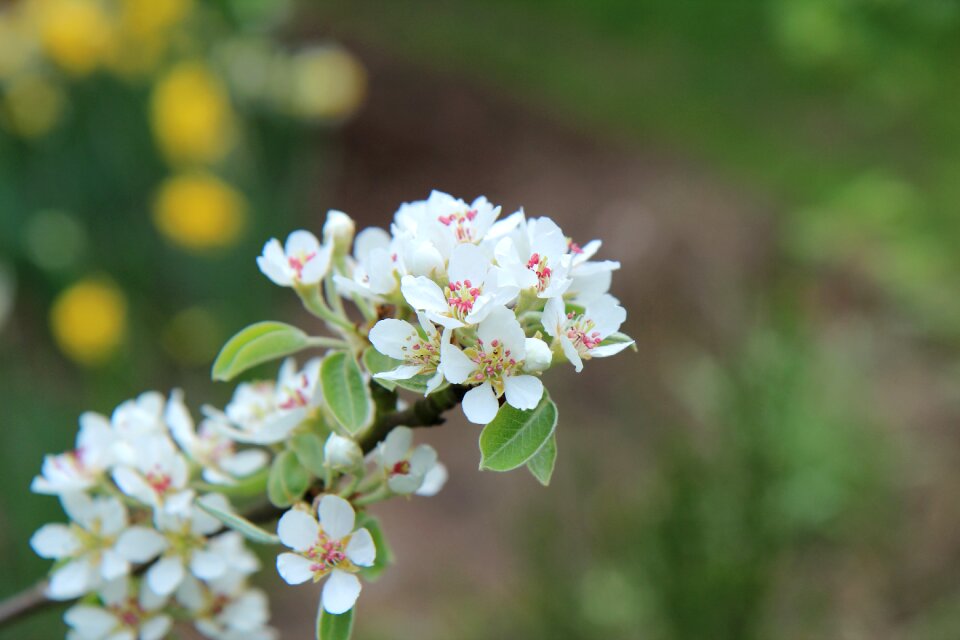 Flowers of sin flowering orchard