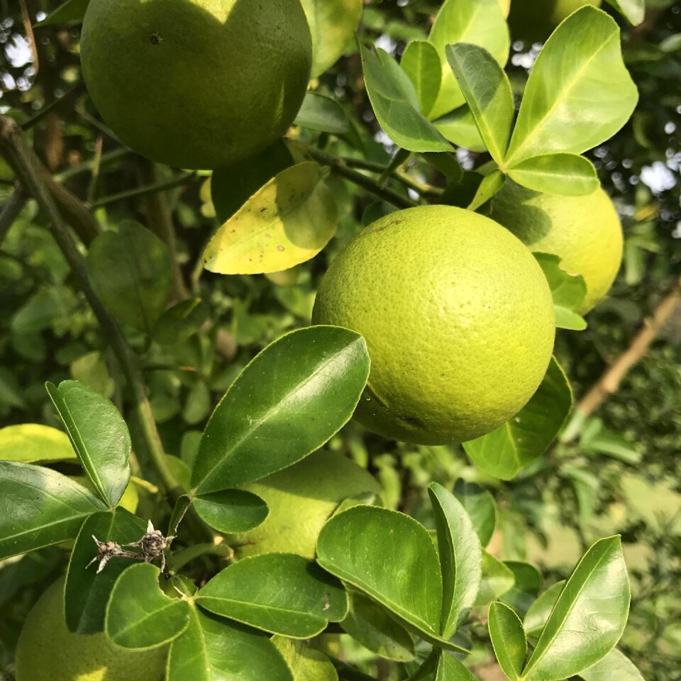 Food tree citrus