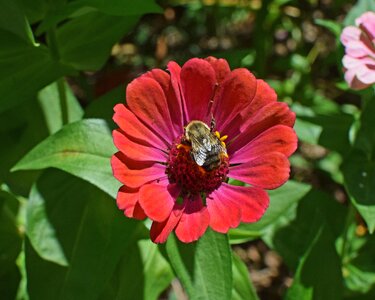 Bee animal flower photo
