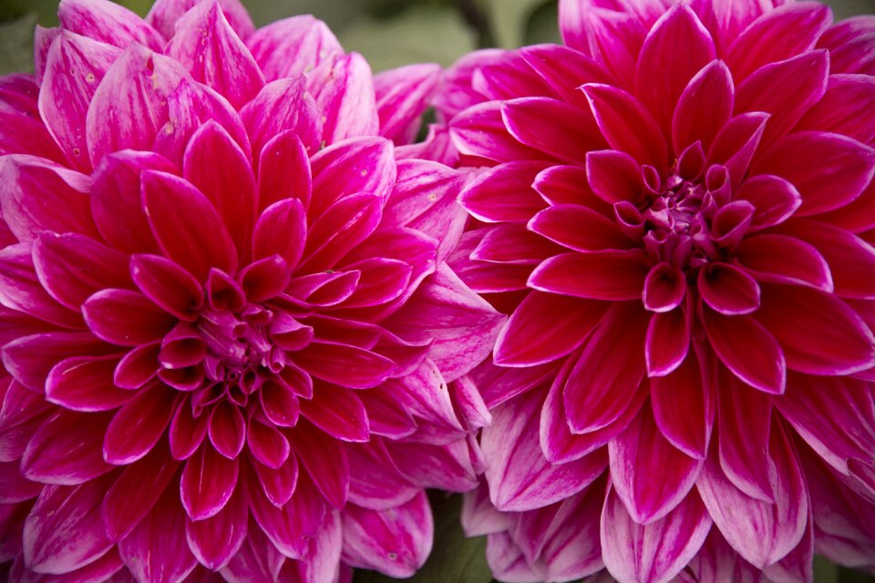 Flowers red plants