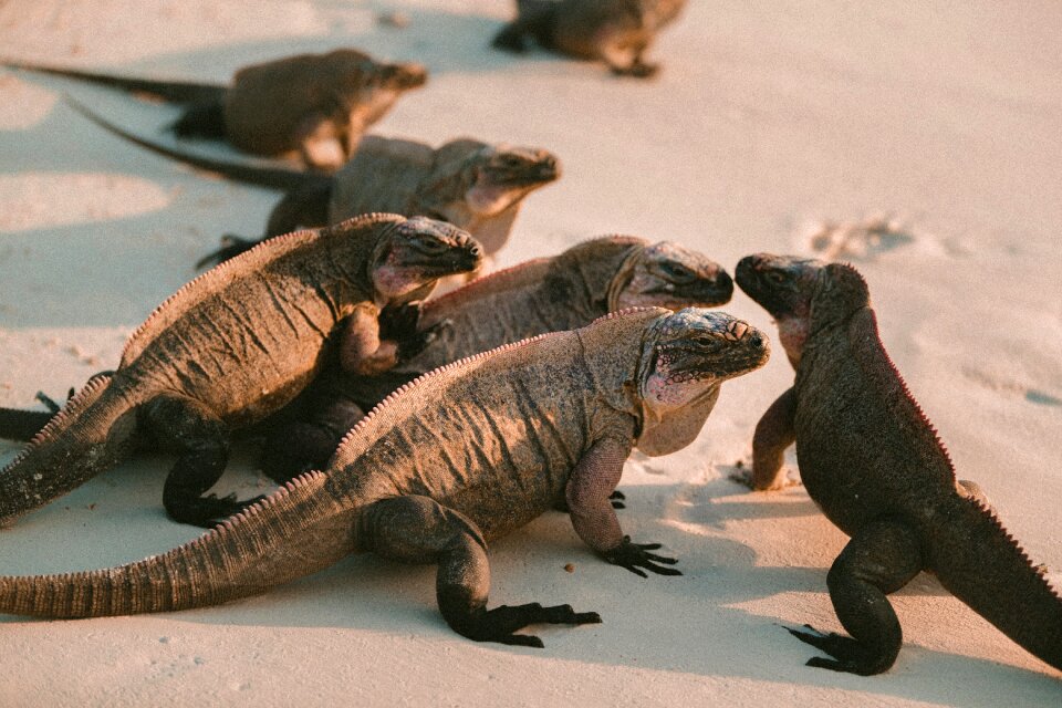 Reptile sand beach