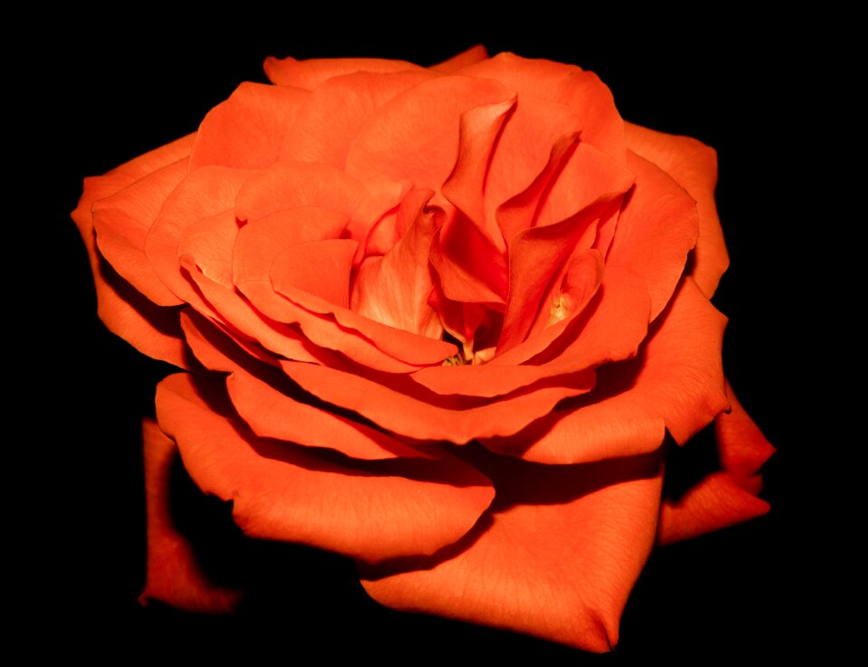 Orange flora floral flowers