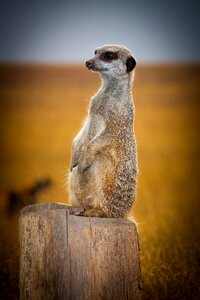 Nature animal cute