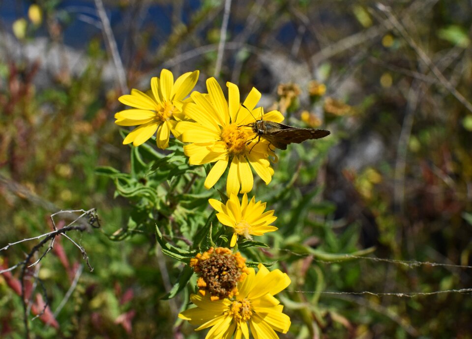 Pollinator animal sunflower