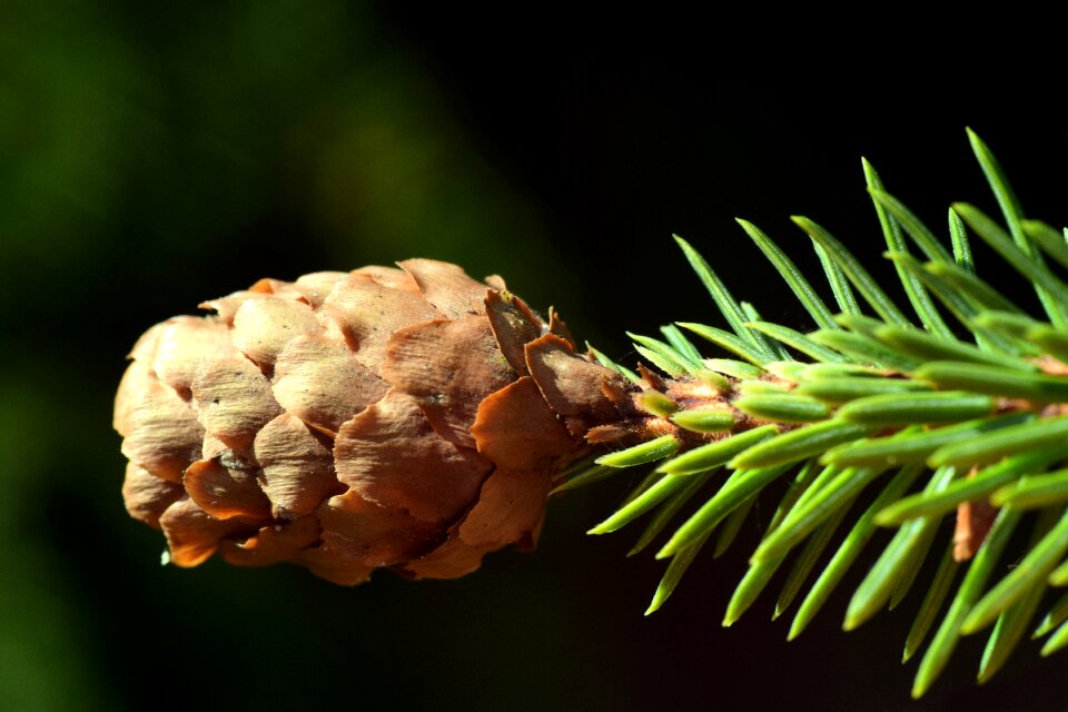 Needles green conifer