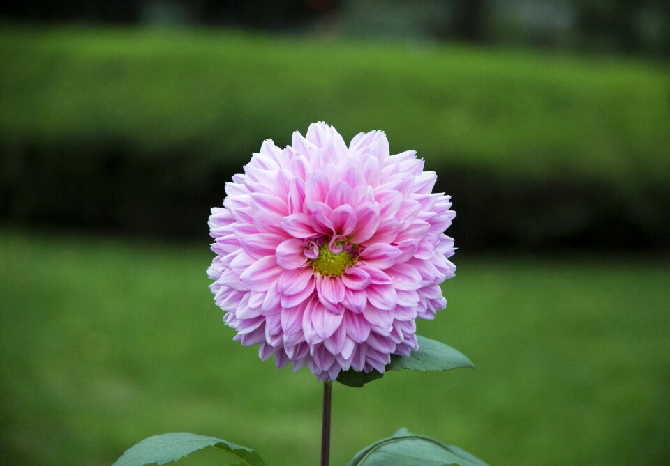 Nature flowers background