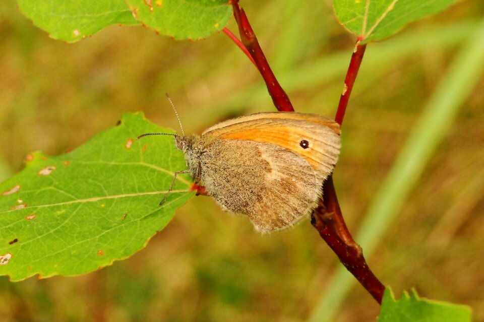 Plant at the court of butterfly day