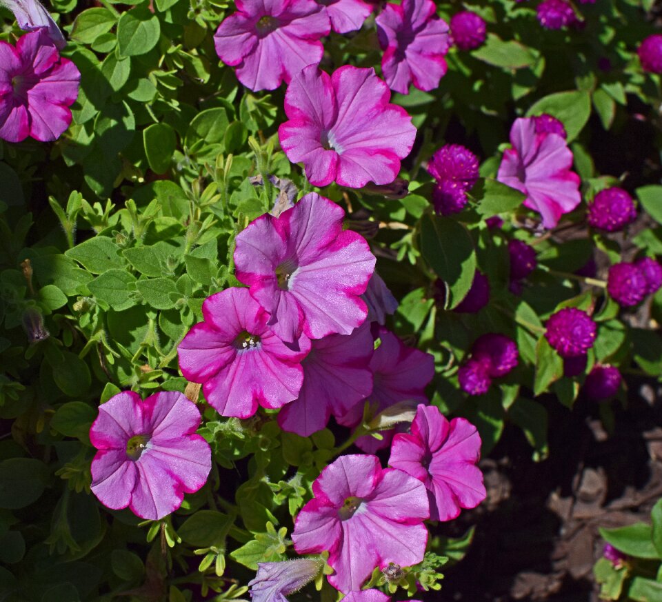 Blossom bloom plant