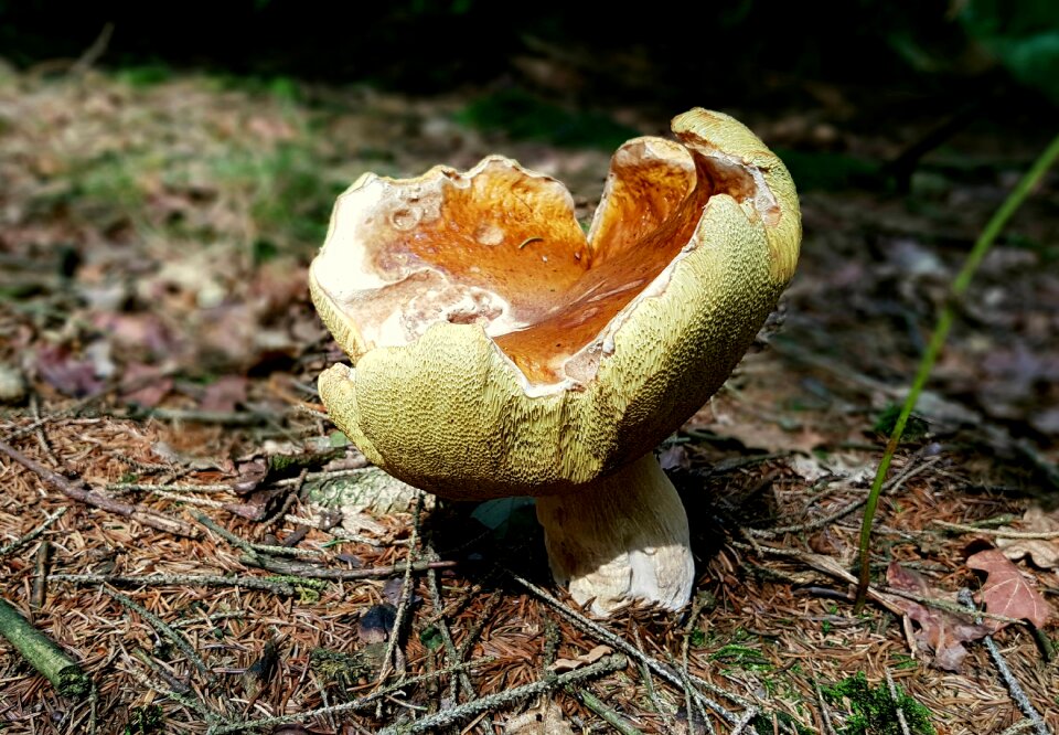 Forest floor age fungal nature