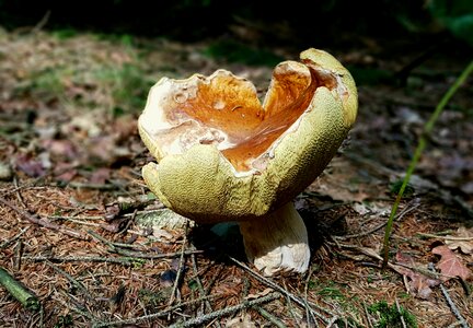 Forest floor age fungal nature photo
