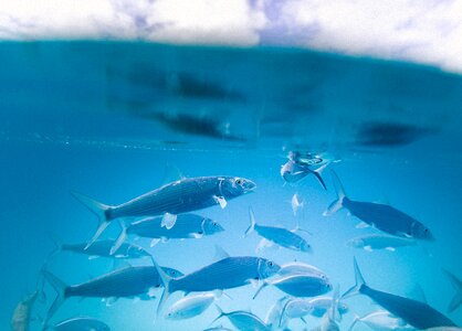 Fish underwater blue photo