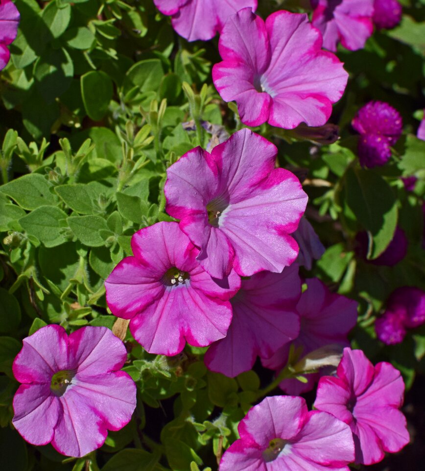 Blossom bloom plant
