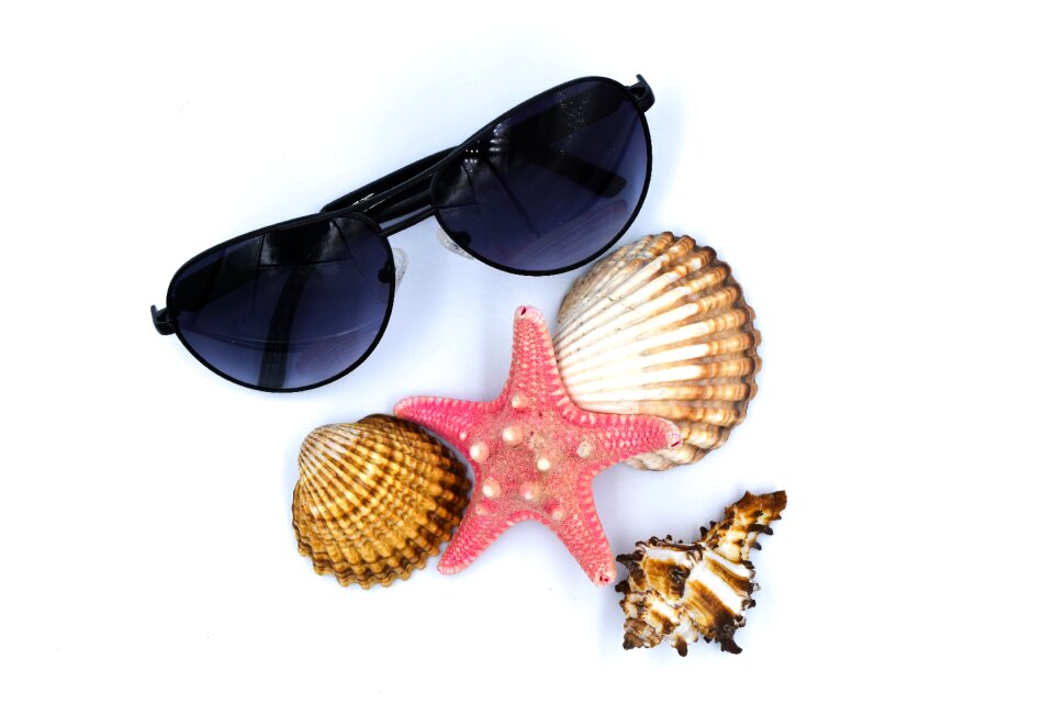 Summer crustaceans sea