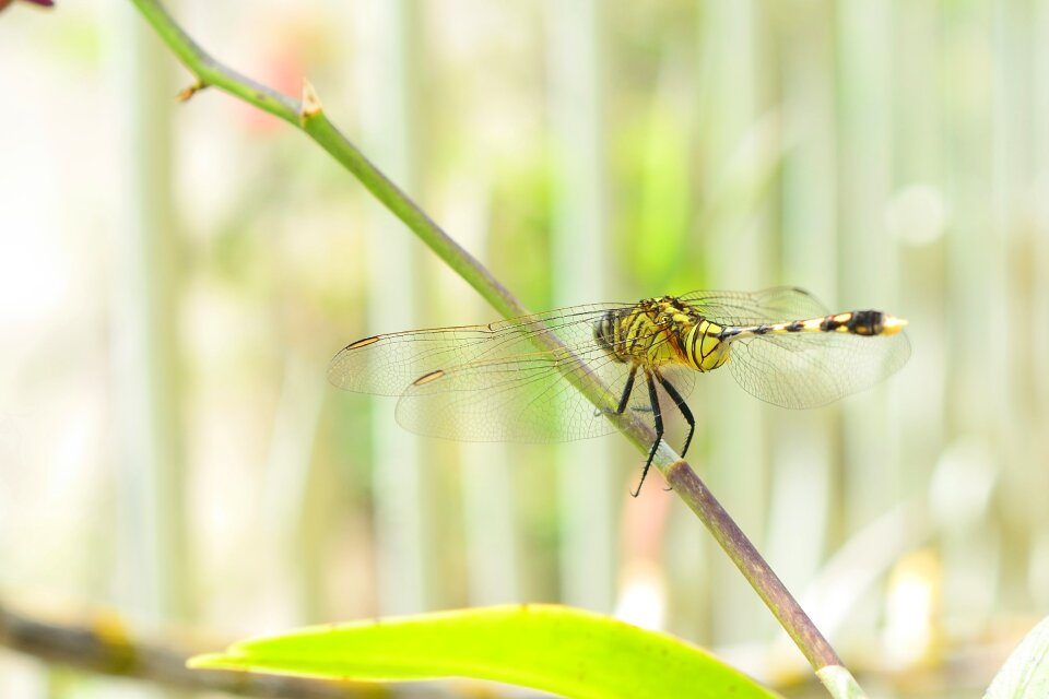 Animal nature macro