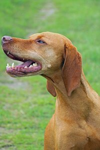 Dog beautiful vizsla