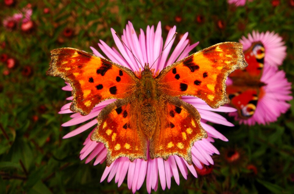 Summer plant butterfly day