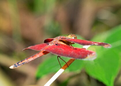 Wildlife macro outdoor