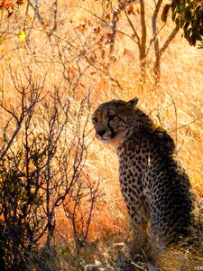 Photography wild safari cheetah photo