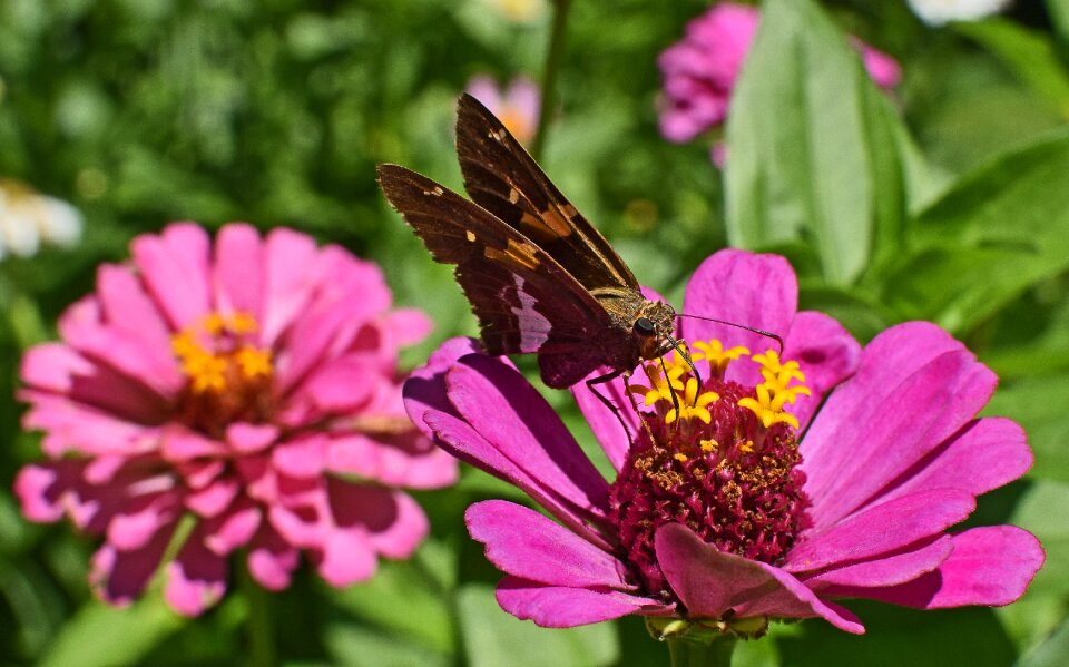 Pollinator animal flower