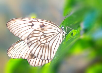 Insect wings macro photo