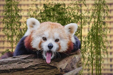 Mammal nature cute