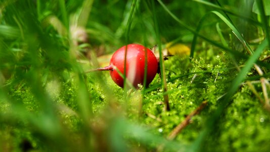 Garden summer grass