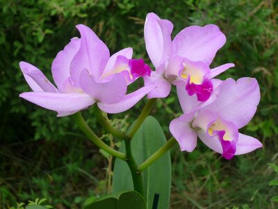 Magnificent flowers bright pink photo