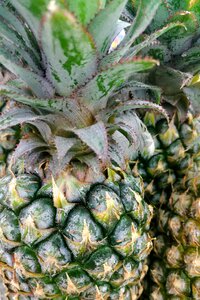 Sharp sour fruit