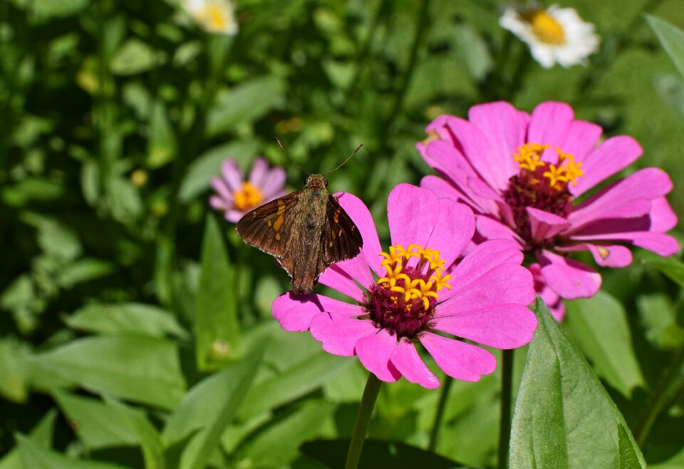 Pollinator animal flower