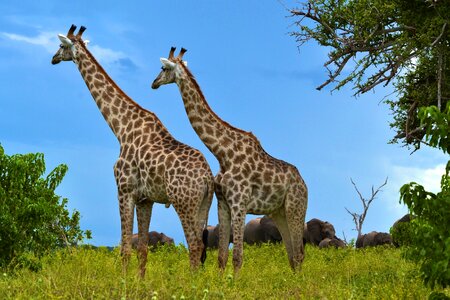 Grass giraffe africa photo