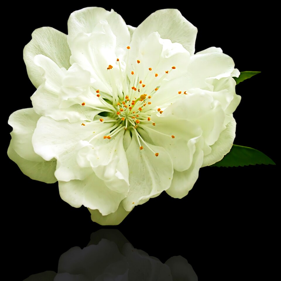 Nature floral white flower