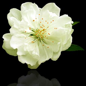 Nature floral white flower photo
