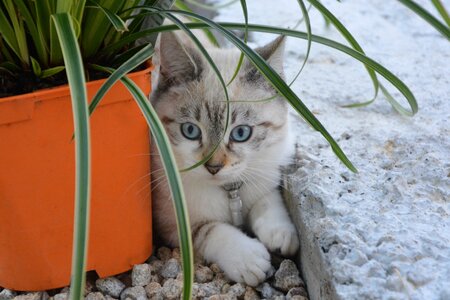 Young cat domestic animal feline photo