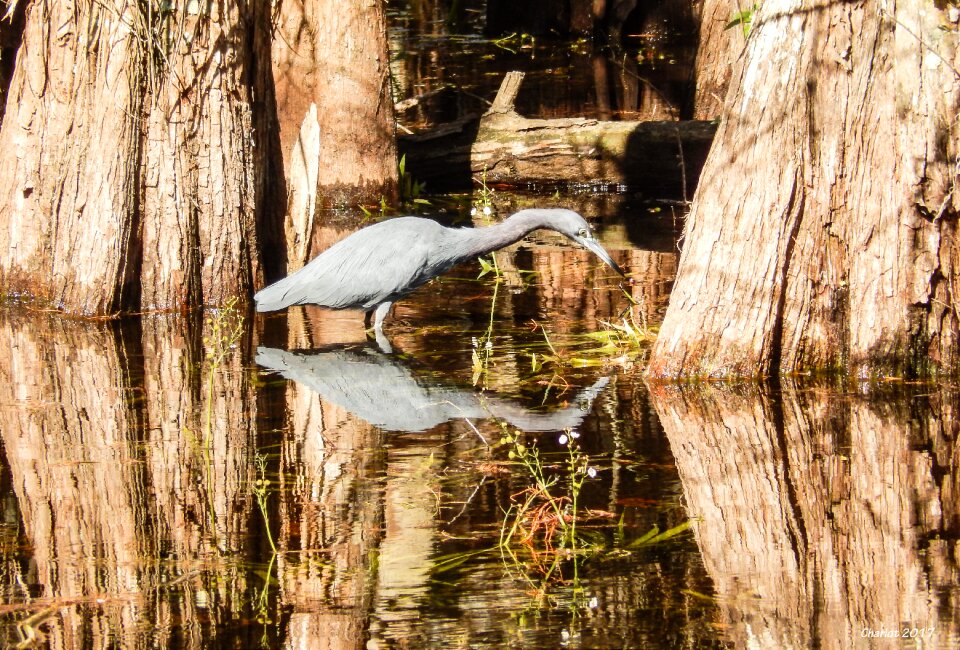Egret reflection water