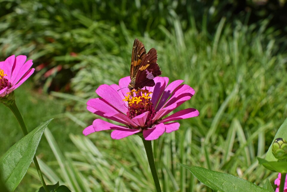Pollinator animal flower