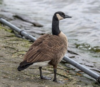 Nature animal waters
