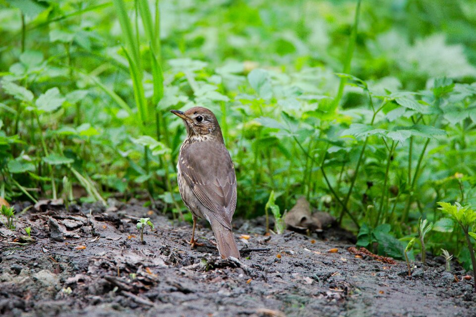 Bird small animal photo