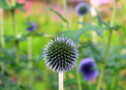 Plant a garden spikes nature