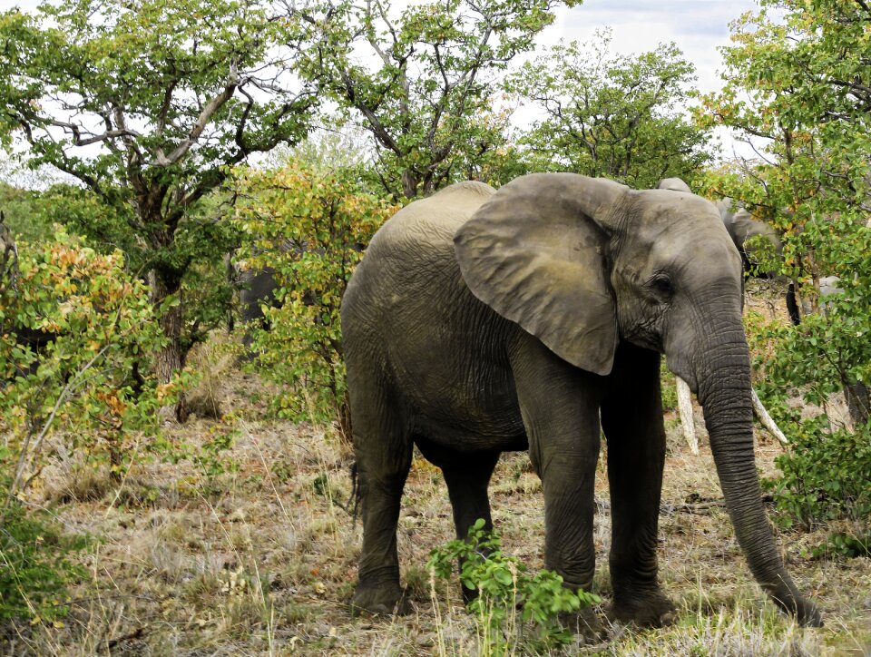African elephant wild animals