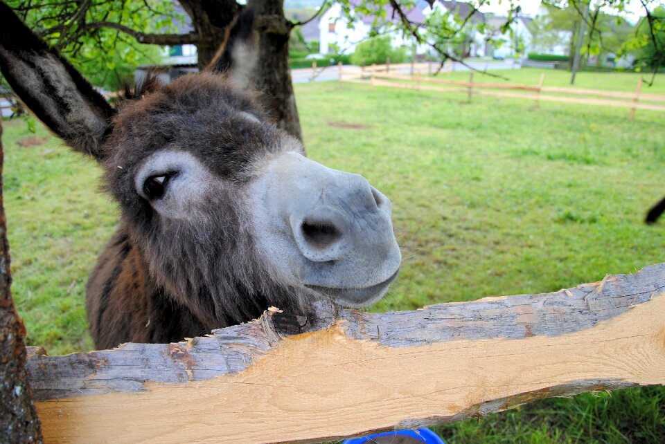 Animal rural curious