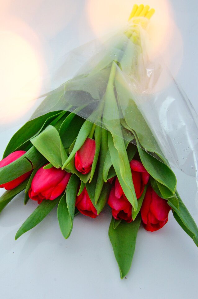 Leaf plants nature tulip