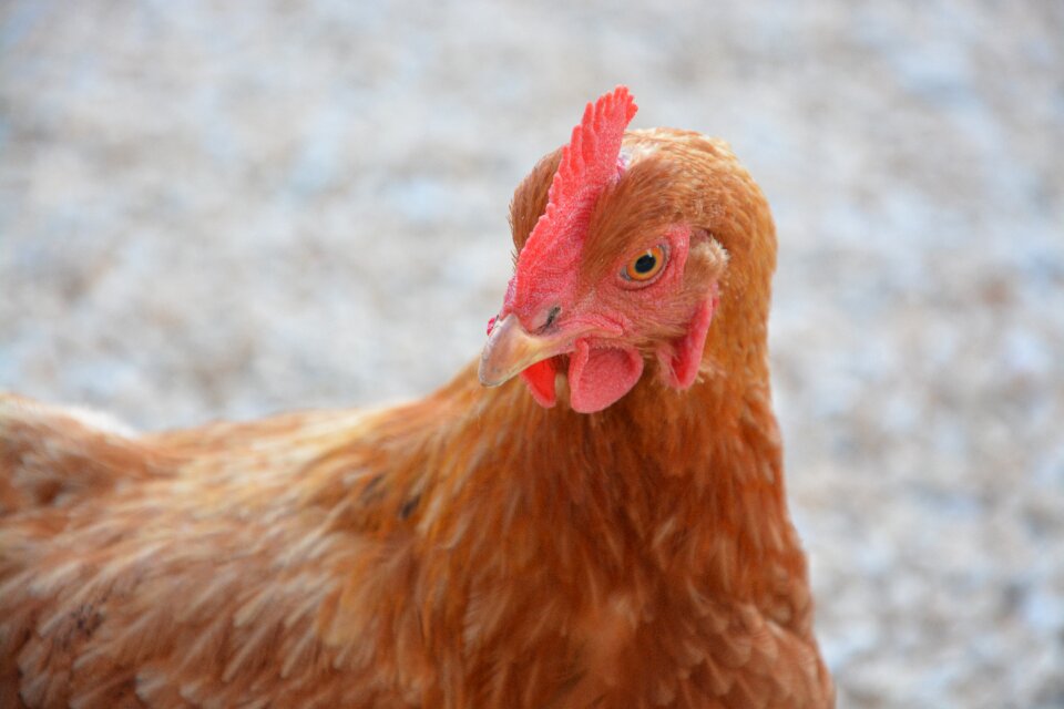 Farm bio laying hens